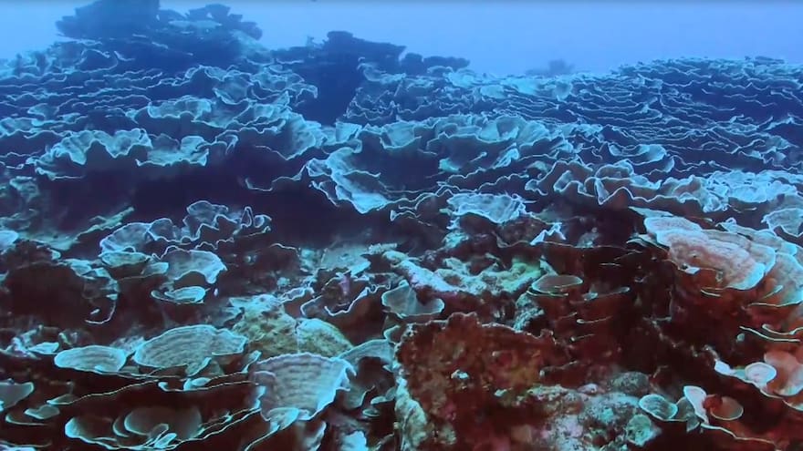 Descubren en Tahití uno de los arrecifes de coral más extensos del mundo