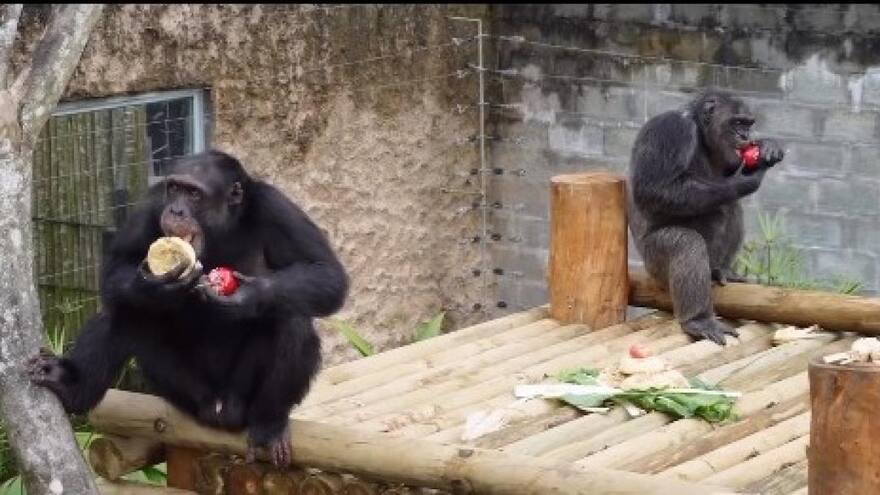 Procuraduría pide al Bioparque Ukumarí claridad sobre muerte de chimpancés en Pereira