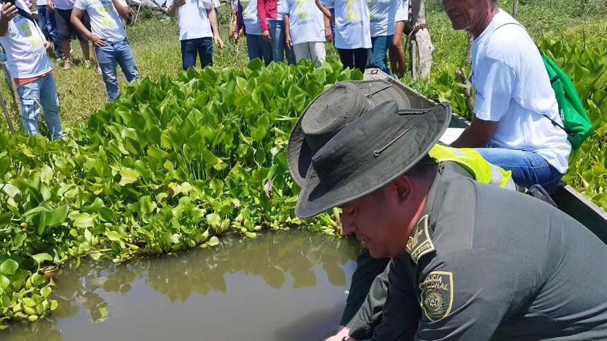 Rescatan 400 hicoteas en la Ciénaga El Uvero, en Ponedera