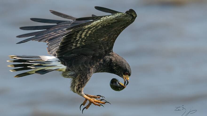 Día mundial de las aves: Águila caracolera, una ave que se roba las miradas en el Gran Malecón