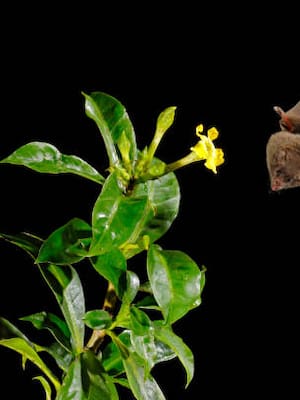 Murciélagos, Mamíferos Milagrosos | Columna de Isidoro Hazbun