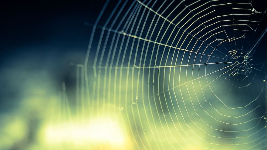 Descubren en Ecuador ocho nuevas especies de arañas andinas tropicales