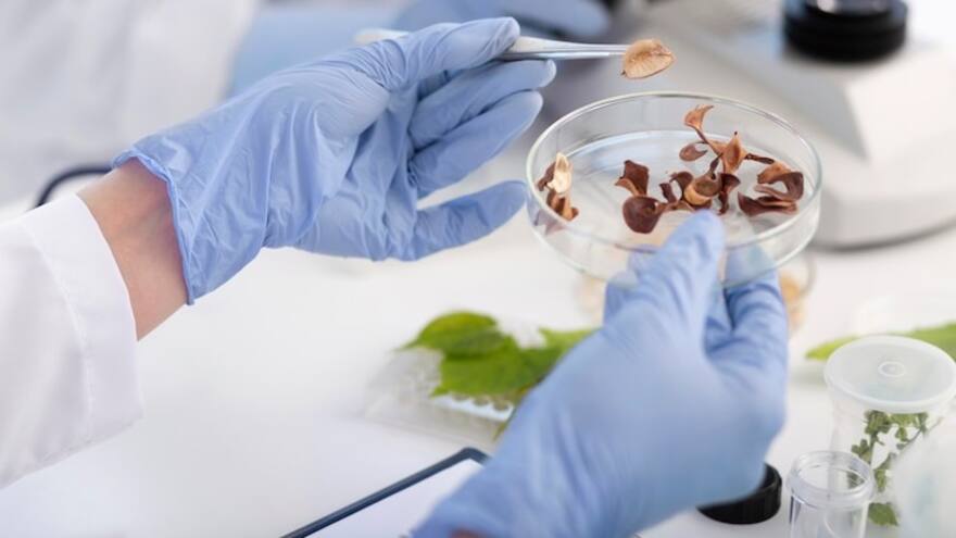 ¿Qué hay en los microbios de los alimentos? Un gran mapa genético lo descifra