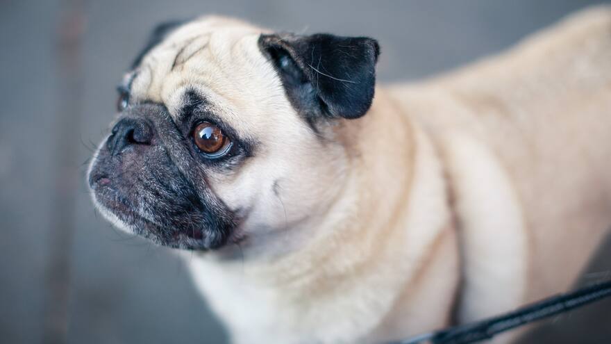 Hombre mató a golpes a su mascota, una perra de raza pug, en Bogotá, y quedó en libertad