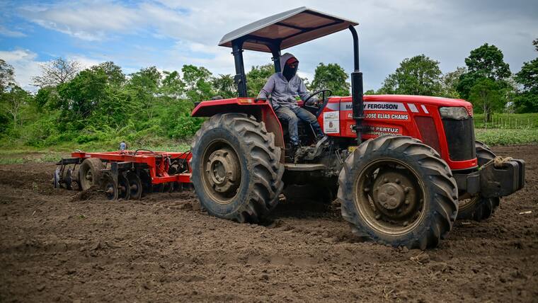 La Okra: el Oro verde que se cultiva en el Atlántico