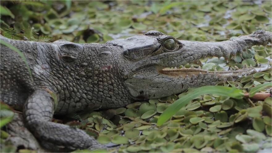 Liberan caimanes aguja en La Guajira