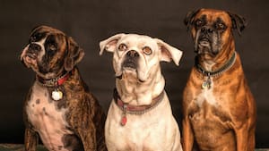 ¿A qué edad un perro se considera mayor? Un nuevo estudio lo explica