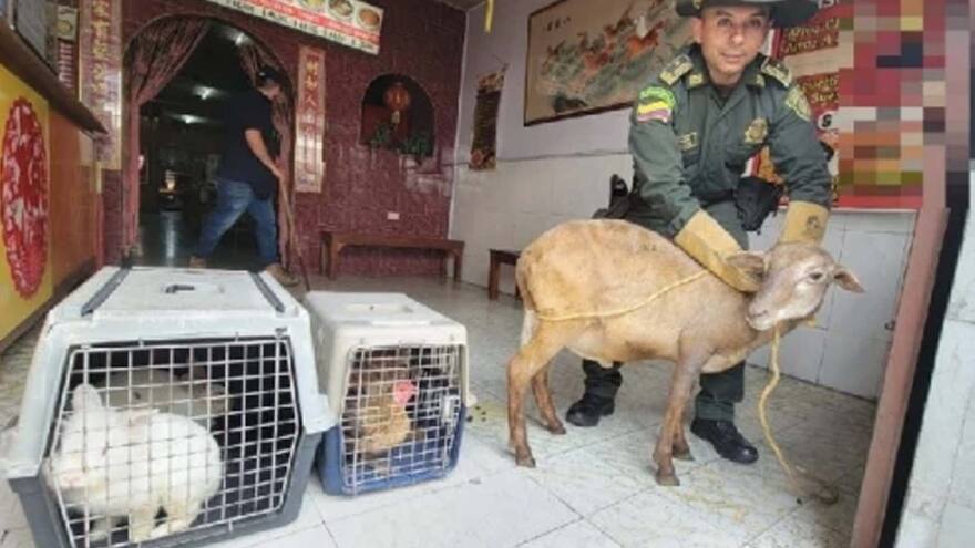 En Valle: Policía intervino restaurante que tenía animales vivos encerrados