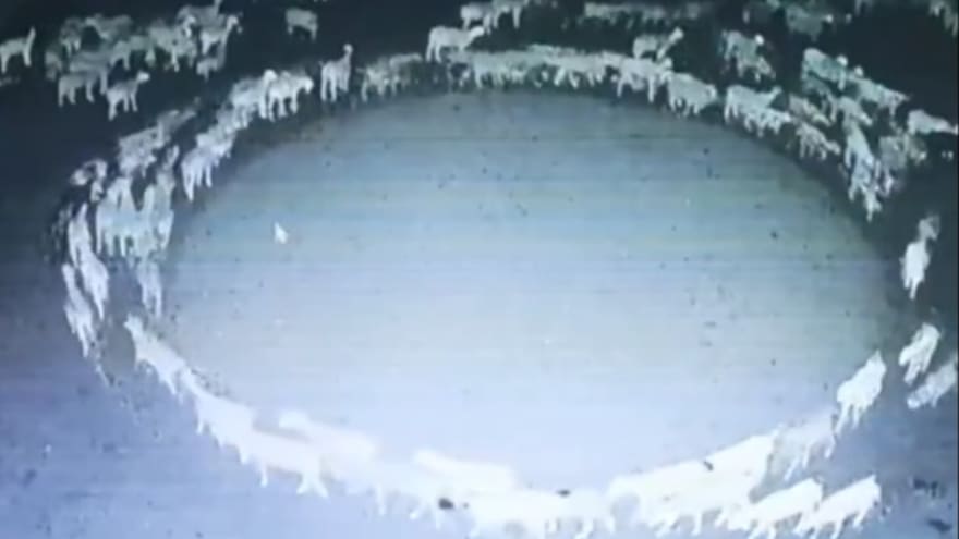Cientos de ovejas en China llevan más de 10 días caminando en círculo