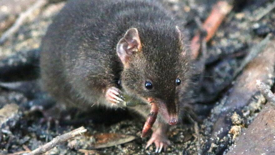 Marsupial sacrifica horas de sueño por sexo y muere tras época de apareamiento