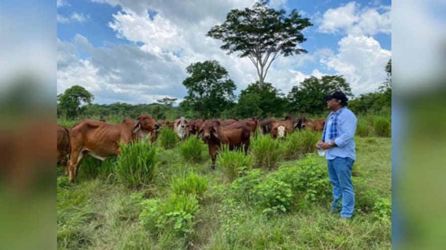 Ganaderos del Cesar lanzan SOS por abigeato y hurtos