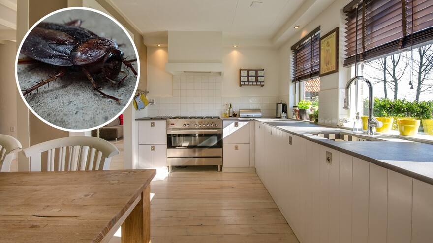 ¿Qué enfermedades causan las cucarachas en la casa y cómo se pueden matar o eliminar de la cocina?