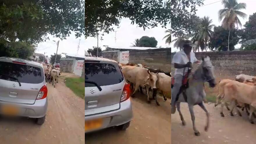 En video | Arreo de vacas paraliza el tráfico en las vías de Purísima, Córdoba