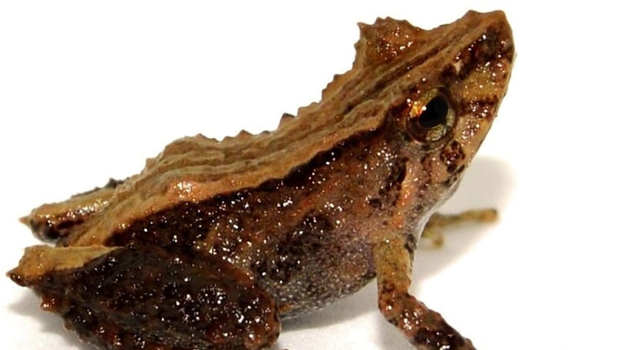 Hallan en Ecuador nueva especie de sapo en peligro de extinción