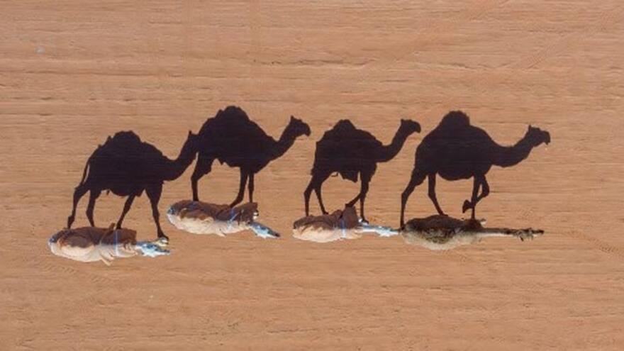 En Australia matarán 10.000 camellos salvajes por la sequía