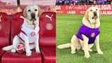 Canya, la mascota del Girona FC que enternece a los aficionados y las redes sociales