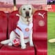 Canya, la mascota del Girona FC que enternece a los aficionados y las redes sociales