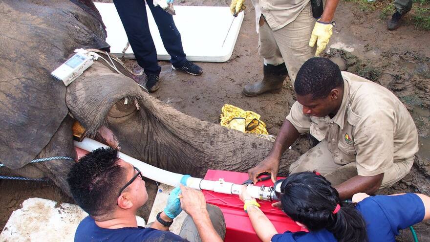 En imágenes | Así fue la cirugía de Tantor en el Zoo
