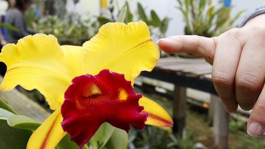 En 250 años se perdieron para siempre 571 plantas