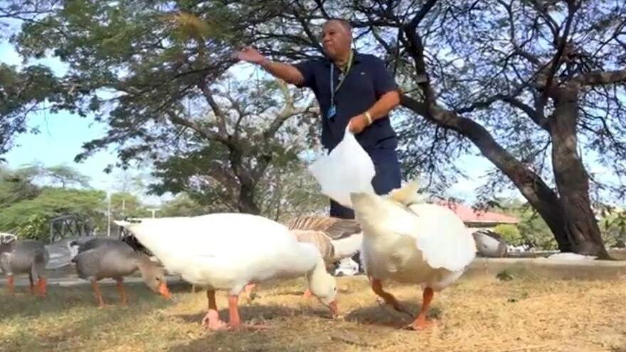 El profesor Luis Nieto, guardián de los gansos en la Unimagdalena