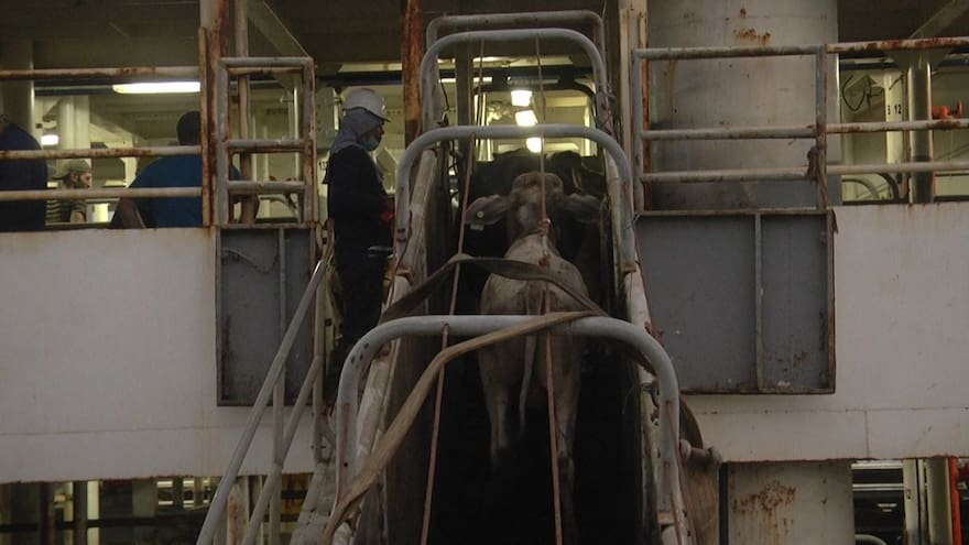 Exportaciones de ganado en pie vuelven a generar debate