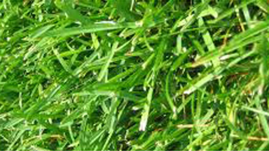 Japón y Colombia desarrollan un césped que reduce el efecto invernadero