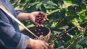 Destinan $50.000 millones para fertilización de cafeteros ante amenaza de El Niño