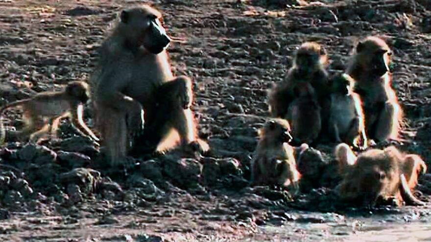 Cincuenta monos babuinos escapan de una jaula del zoo de París