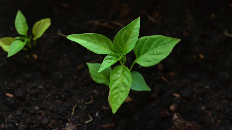 Colombia plantará cuatro millones de árboles con motivo del Día de la Tierra
