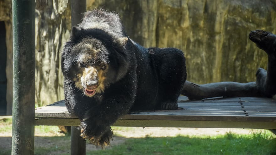 Zoológico de Barranquilla reporta el fallecimiento del oso de anteojos Chucho a causa de un cáncer agresivo