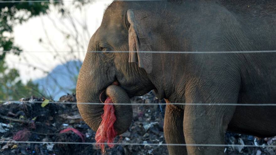Ventas por internet, un problema para las especies