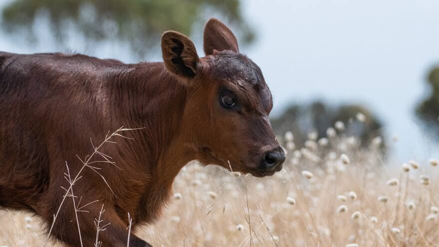 Rescatan animales desnutridos en una granja que funciona como parque recreativo en Cali