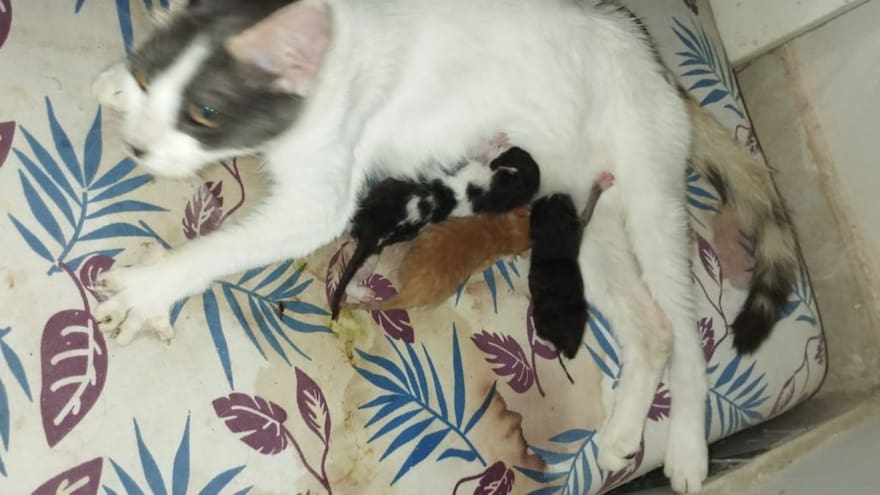 Nace gato con dos cabezas y un ojo en el barrio Los Robles, en Soledad