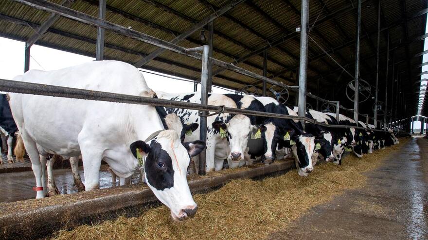 Una persona dio positivo para gripe aviar en Texas, Estados Unidos