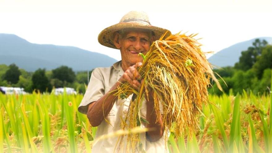 Sucre: nación y departamento fortalecen las producciones de maíz y arroz