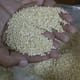 La quinua de los Andes se cultivará en África y Asia para combatir el hambre