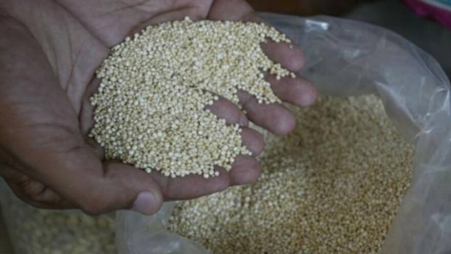 La quinua de los Andes se cultivará en África y Asia para combatir el hambre
