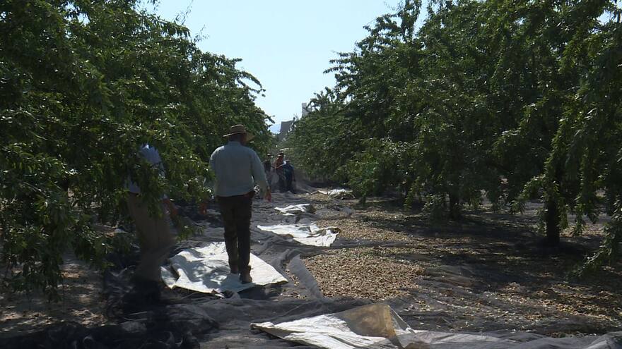 El éxito mundial de la almendra cambia el paisaje en España