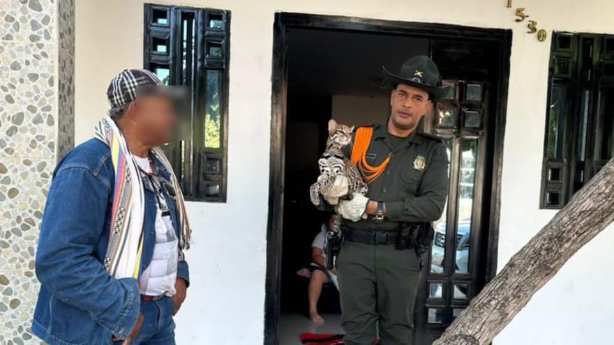 Entregan a felino silvestre que había sido domesticado