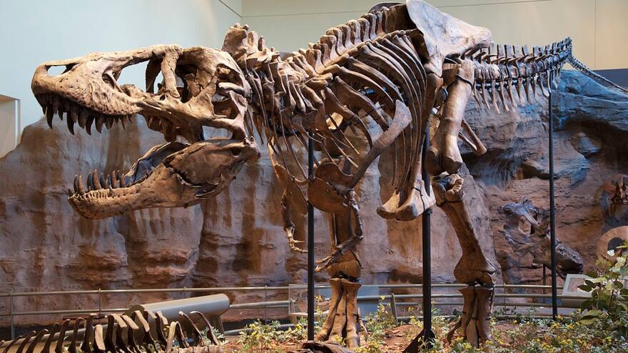 Tiranosaurio rex habría sido un 70% más grande de lo que se estimaba