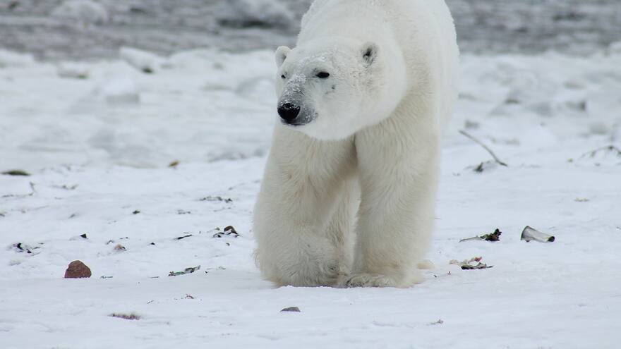 Ejército danés condenó a muerte a oso polar por 'problemático'