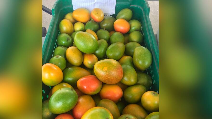 Exportación de mango colombiano a EE. UU. es todo un éxito