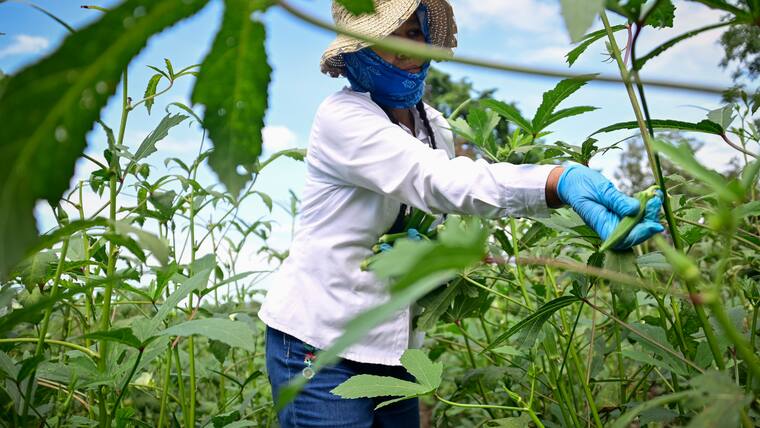 La Okra: el Oro verde que se cultiva en el Atlántico