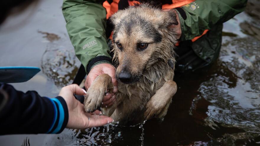 Tips para ayudar a su mascota en caso de emergencias