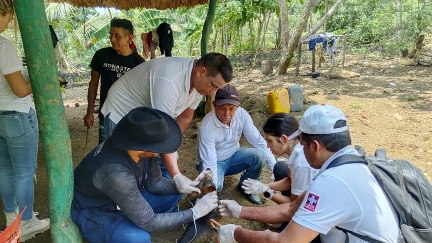 En Córdoba buscan identificar casos de leishmaniasis con muestreo de perros