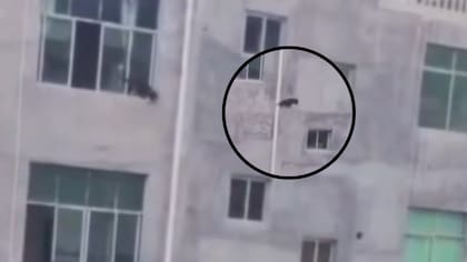 Video: perro salta de un tercer piso por la ventana para salir a jugar y sale ileso