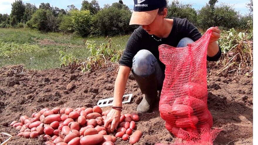 'Seamos buena papa, compremos la papa colombiana': Duque