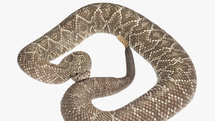 Proteína del veneno de serpiente cascabel eliminaría células de cáncer de pulmón