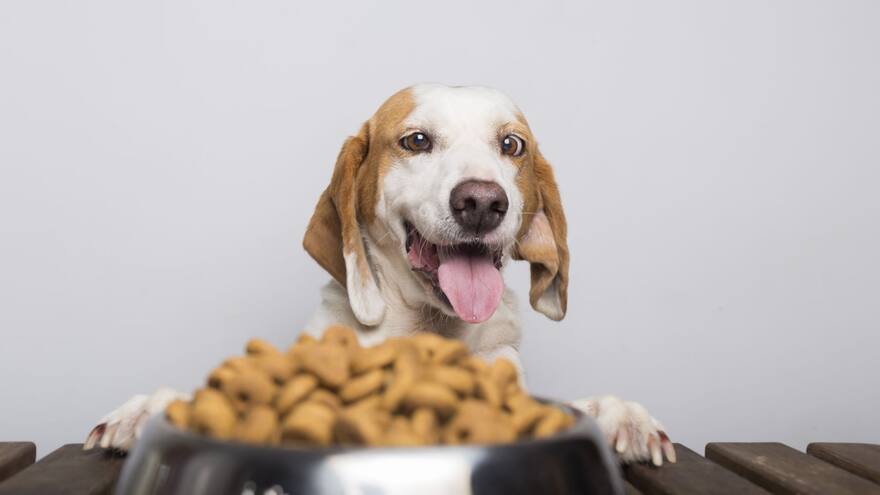 Estos son los beneficios del Omega 3 en la alimentación de los perros