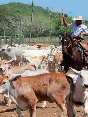 Día Nacional del Ganadero